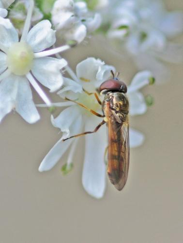 Melanostoma mellinum